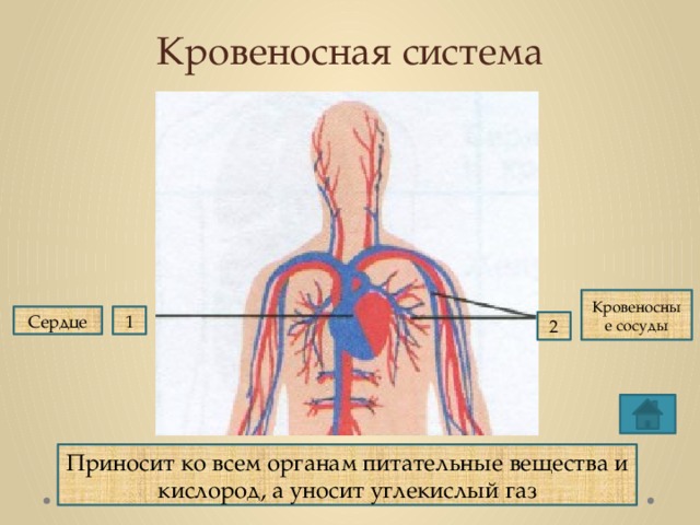 Кровеносная система Кровеносные сосуды 1 Сердце 2 Приносит ко всем органам питательные вещества и кислород, а уносит углекислый газ