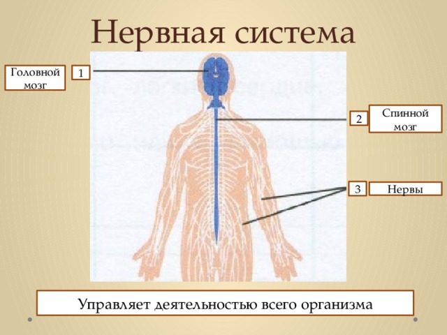 Нервная система 1 Головной мозг Спинной мозг 2 3 Нервы Управляет деятельностью всего организма
