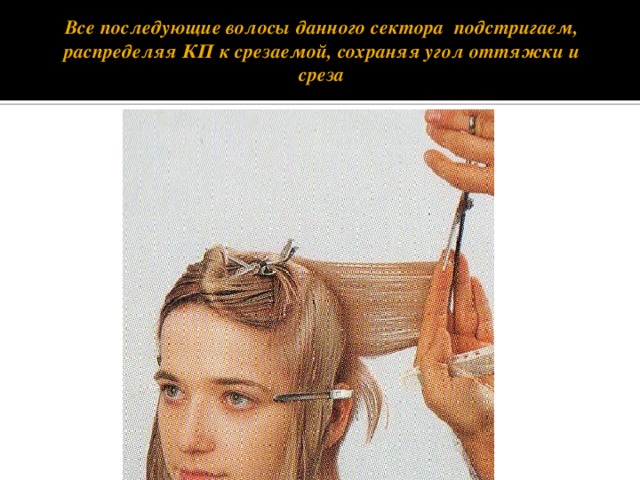 Все последующие волосы данного сектора подстригаем, распределяя КП к срезаемой, сохраняя угол оттяжки и среза