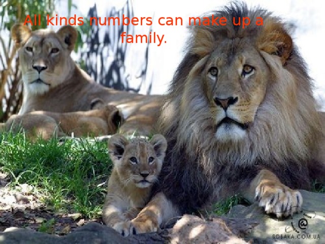 All kinds numbers can make up a family.