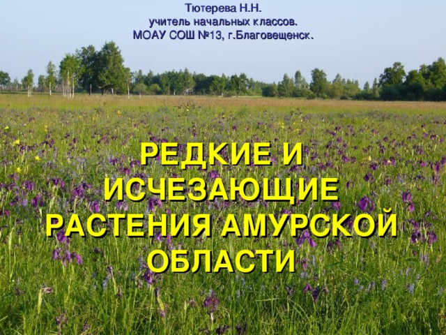 Тютерева Н.Н.  учитель начальных классов.  МОАУ СОШ №13, г.Благовещенск. РЕДКИЕ И ИСЧЕЗАЮЩИЕ РАСТЕНИЯ АМУРСКОЙ ОБЛАСТИ