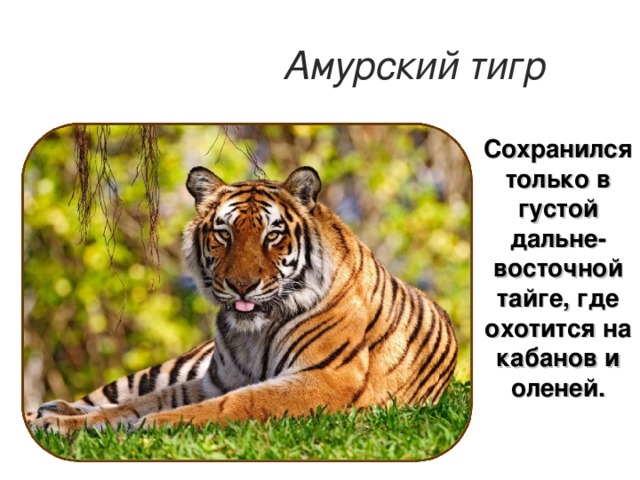 Амурский тигр Сохранился только в густой дальне-восточной тайге, где охотится на кабанов и оленей.