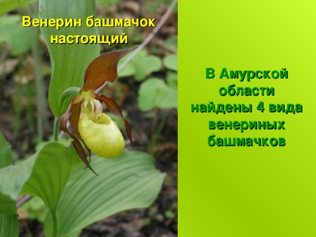 Венерин башмачок настоящий В Амурской области найдены 4 вида венериных башмачков