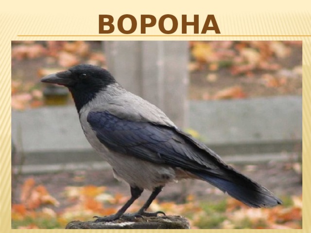 ворона