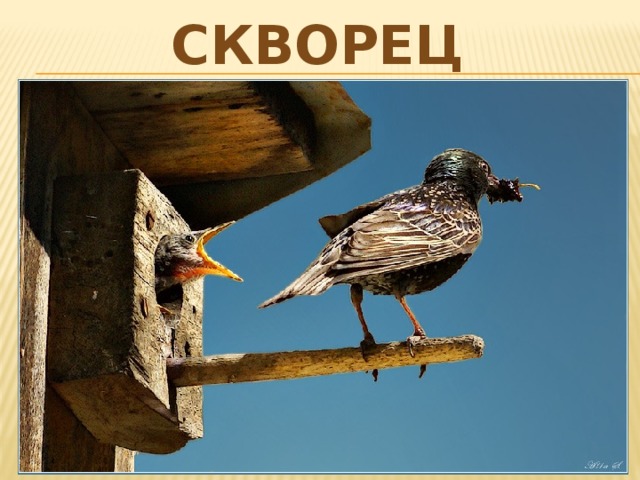 Скворец