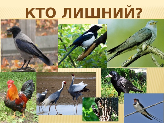 Кто лишний?