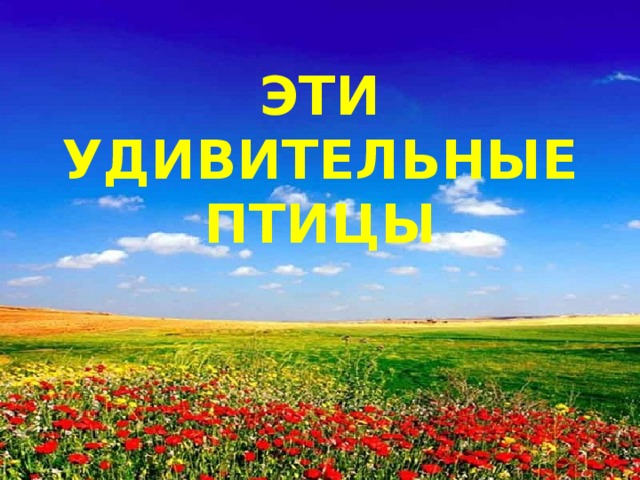 Эти удивительные птицы