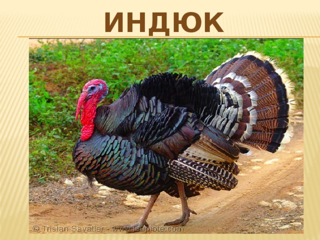 индюк