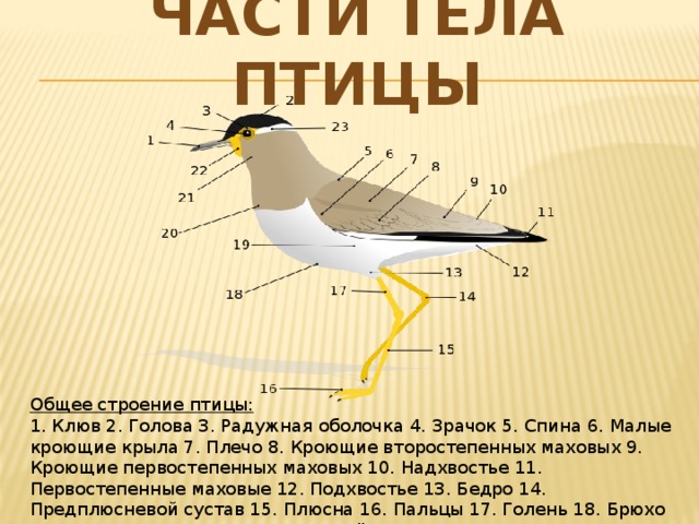 Части тела ласточки картинки для детей