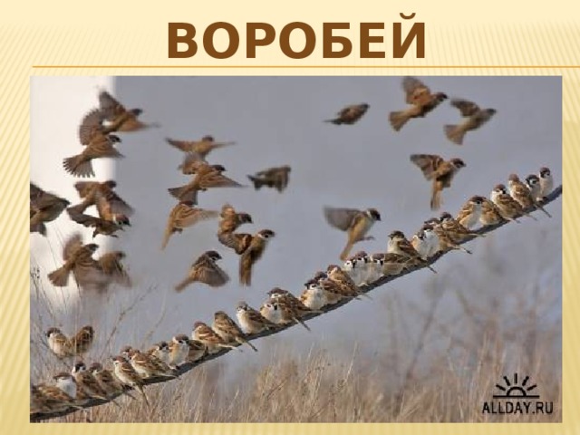 воробей