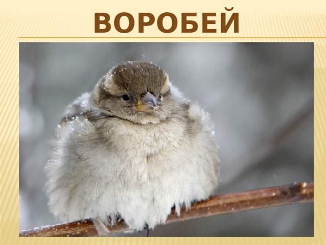 воробей