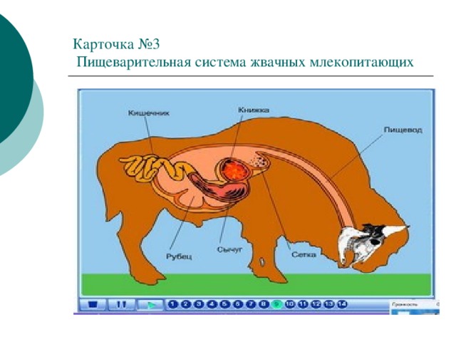 Карточка №3  Пищеварительная система жвачных млекопитающих