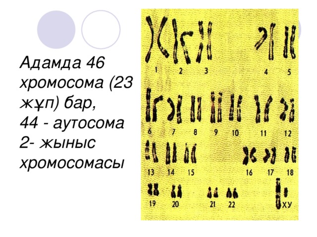 Адамда 46 хромосома (23 жұп) бар,  44 - аутосома  2- жыныс хромосомасы