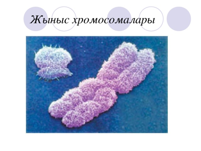 Жыныс хромосомалары