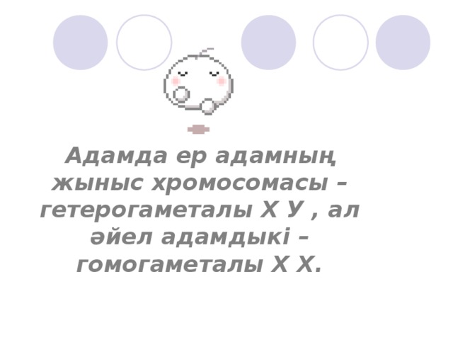 Адамда ер адамның жыныс хромосомасы – гетерогаметалы Х У , ал әйел адамдыкі – гомогаметалы Х Х.