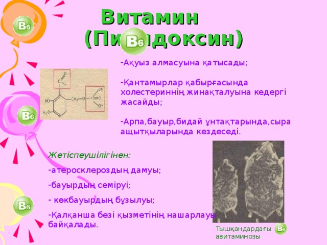 Витамин (Пиридоксин) Ақуыз алмасуына қатысады; Қантамырлар қабырғасында холестериннің жинақталуына кедергі жасайды; Арпа,бауыр,бидай ұнтақтарында,сыра ащытқыларында кездеседі. Жетіспеушілігінен:  атеросклероздың дамуы; бауырдың семіруі;  көкбауырдың бұзылуы; Қалқанша безі қызметінің нашарлауы байқалады. Тышқандардағы авитаминозы 16