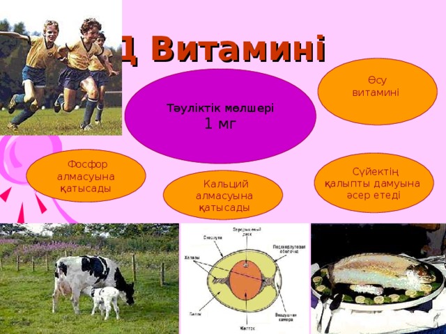 Д Витамині  Өсу витамині Тәуліктік мөлшері 1 мг  Фосфор  алмасуына қатысады  Сүйектің қалыпты дамуына әсер етеді  Кальций  алмасуына  қатысады 27