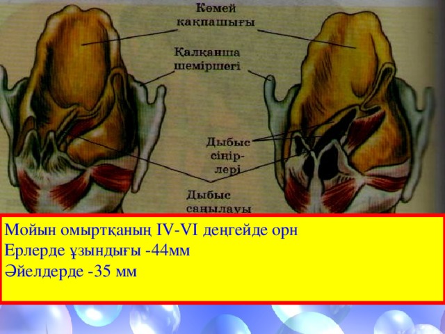 Шәкірттік парызым бар ақталмаған, Көп түйген сырларым бар ақтармаған. Жұп-жұмыр жүрегімде сәулеленіп, Келеді бой көтеріп асқақ арман. Үндескендей сыбызғының сазына, Әсем дауыс шуақ берер жаныңа. Мен мәңгілік мақтан етіп өтемін, Сіздей ұстаз мектебімде барына. Мойын омыртқаның IV-VI деңгейде орн Ерлерде ұзындығы -44 мм Әйелдерде -35 мм  Бүгінгі тақырыпты оқып келу    Сабақ аяқталды сау болыңдар!