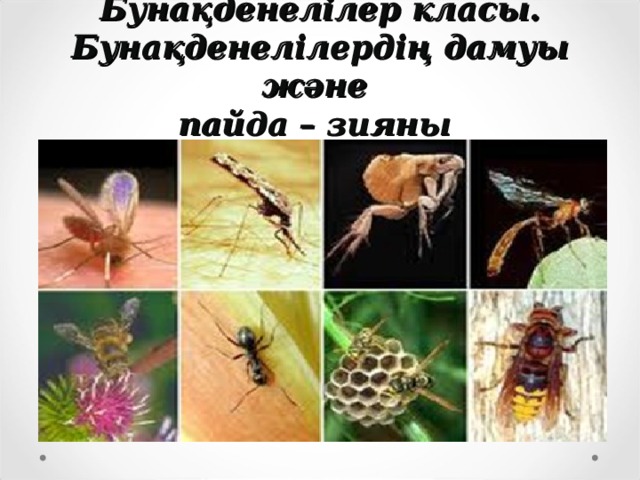 Бунақденелілер класы. Бунақденелілердің дамуы және  пайда – зияны