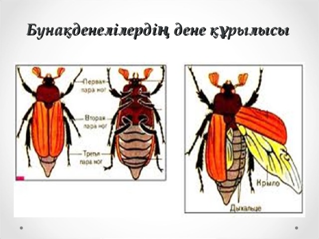 Бунақденелілердің дене құрылысы