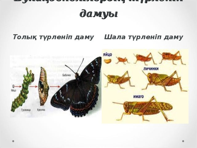 Бунақденелілердің түрленіп дамуы Толық түрленіп даму Шала түрленіп даму