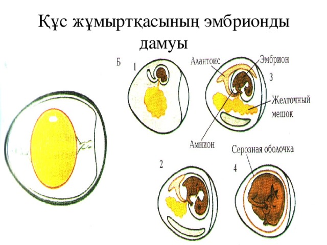 Құс жұмыртқасының эмбрионды дамуы
