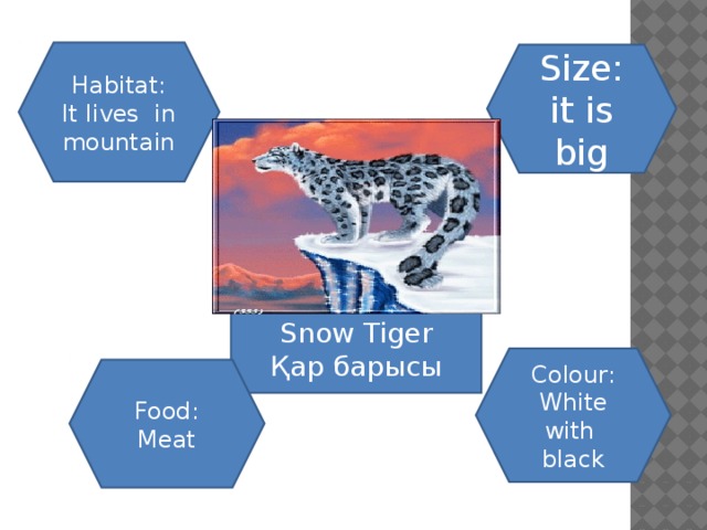 Habitat: It lives in mountain Size: it is big Snow Tiger Қар барысы Colour: White with black Food: Meat