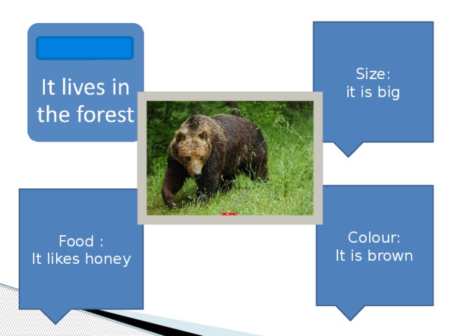 Size: it is big Bear Colour: It is brown Food : It likes honey