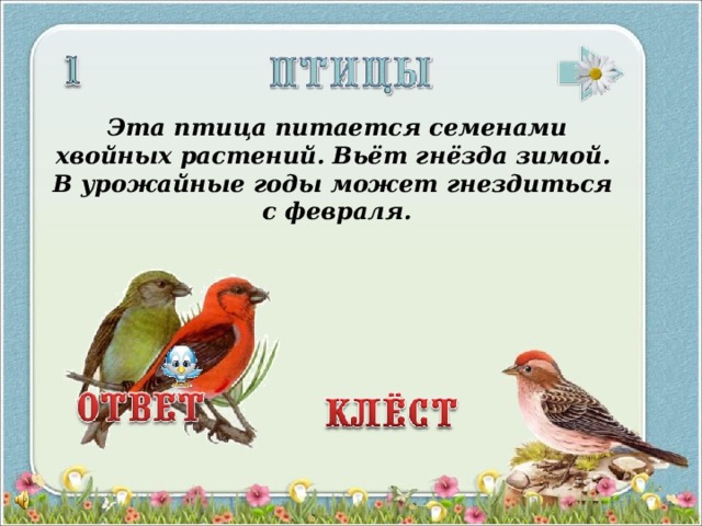 Эта птица питается семенами хвойных растений. Вьёт гнёзда зимой. В урожайные годы может гнездиться с февраля.