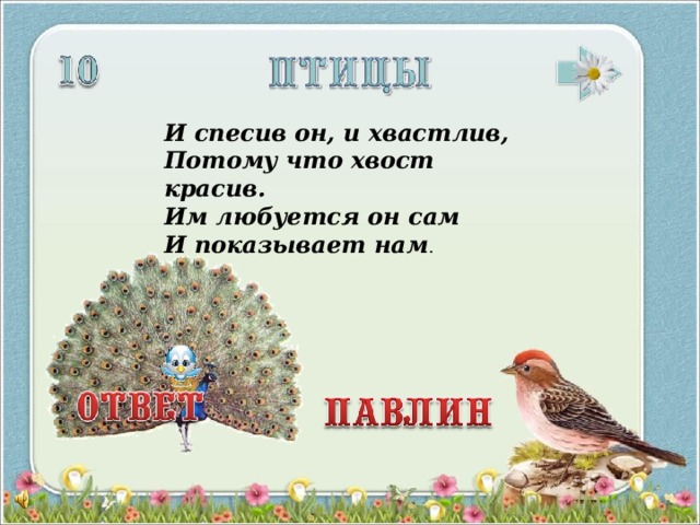 И спесив он, и хвастлив, Потому что хвост красив. Им любуется он сам И показывает нам . 3