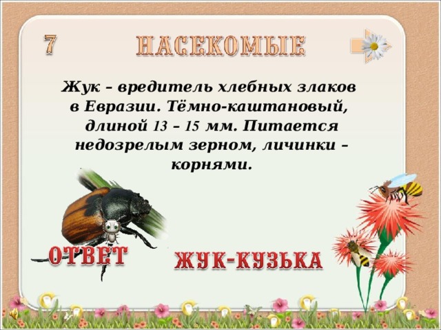 Жук – вредитель хлебных злаков в Евразии. Тёмно-каштановый, длиной 13 – 15 мм. Питается недозрелым зерном, личинки – корнями.