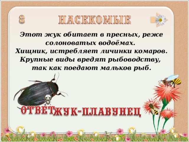 Этот жук обитает в пресных, реже солоноватых водоёмах. Хищник, истребляет личинки комаров. Крупные виды вредят рыбоводству, так как поедают мальков рыб.