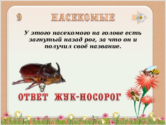 У этого насекомого на голове есть загнутый назад рог, за что он и получил своё название.