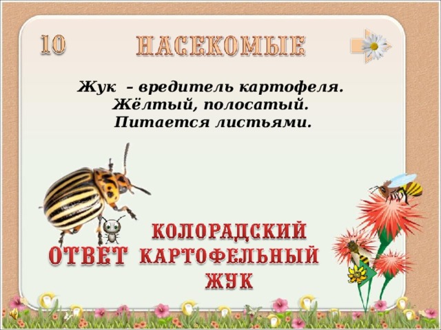 Жук – вредитель картофеля. Жёлтый, полосатый. Питается листьями.