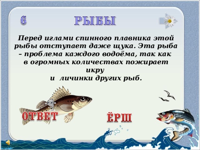 Перед иглами спинного плавника этой рыбы отступает даже щука. Эта рыба – проблема каждого водоёма, так как в огромных количествах пожирает икру и личинки других рыб.