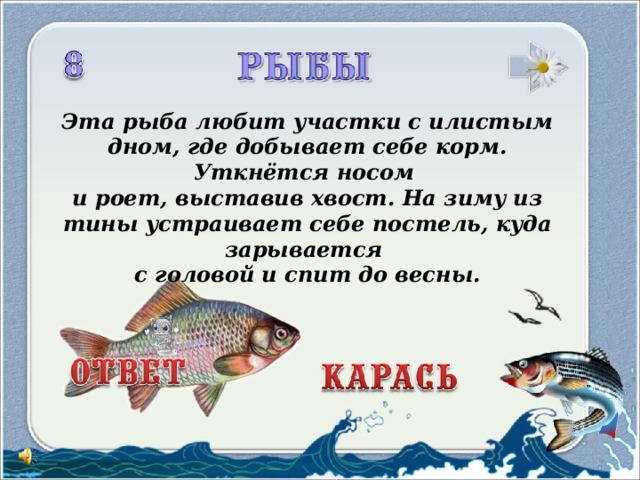 Эта рыба любит участки с илистым дном, где добывает себе корм. Уткнётся носом и роет, выставив хвост. На зиму из тины устраивает себе постель, куда зарывается с головой и спит до весны.