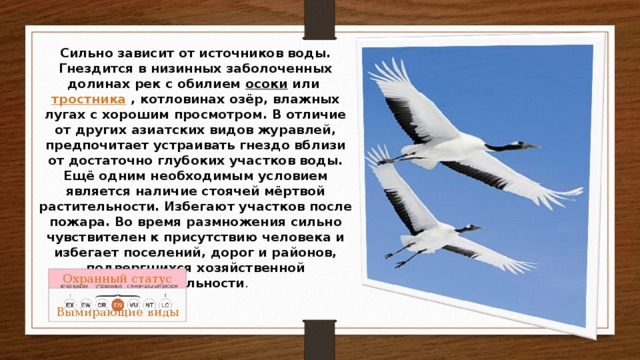 Сильно зависит от источников воды. Гнездится в низинных заболоченных долинах рек с обилием  осоки или  тростника  , котловинах озёр, влажных лугах с хорошим просмотром. В отличие от других азиатских видов журавлей, предпочитает устраивать гнездо вблизи от достаточно глубоких участков воды. Ещё одним необходимым условием является наличие стоячей мёртвой растительности. Избегают участков после пожара. Во время размножения сильно чувствителен к присутствию человека и избегает поселений, дорог и районов, подвергшихся хозяйственной деятельности . Вымирающие виды