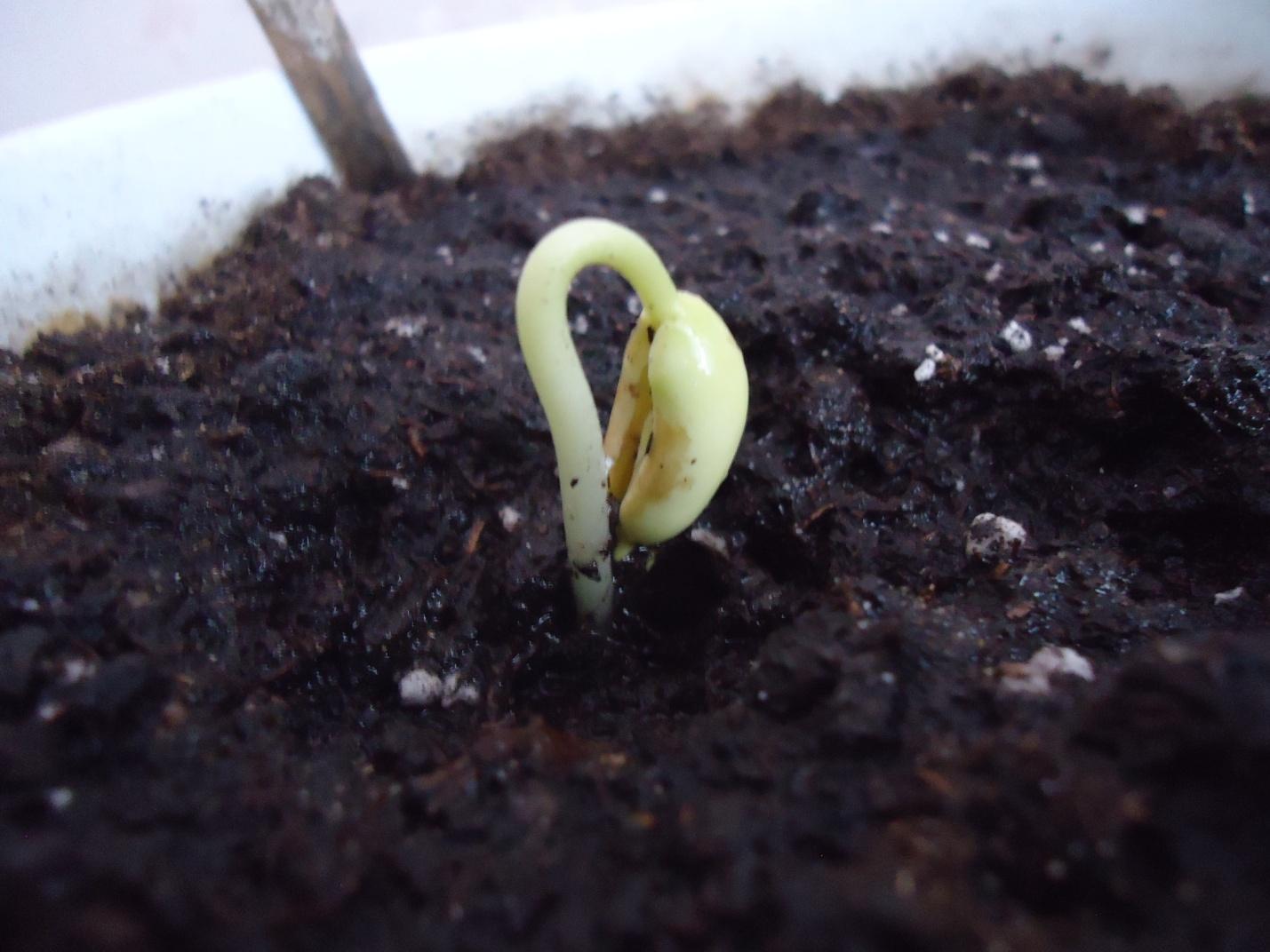 В каких условиях семена прорастают быстрее. Зёрна фасоли проростки. Проросток семени фасоли. Пророщенный Росток тыквы. Семена фасоли прорастание.