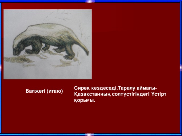 Сирек кездеседі.Таралу аймағы-Қазақстанның солтүстігіндегі Үстірт қорығы. Балжегі (итаю)