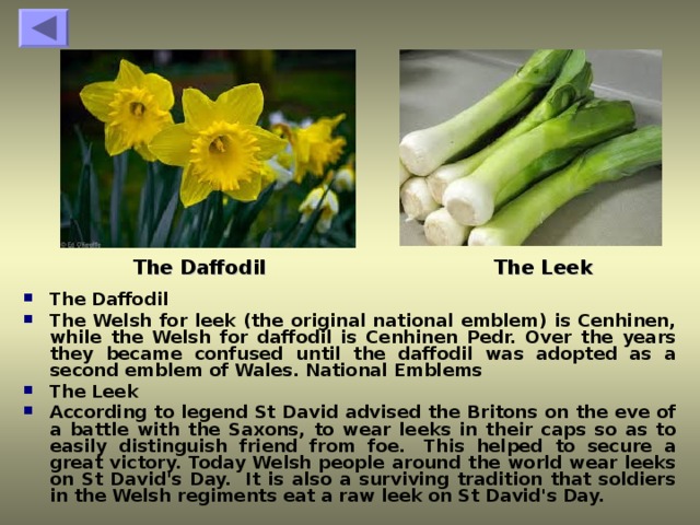 The Daffodil The Leek