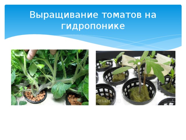 Выращивание томатов на гидропонике
