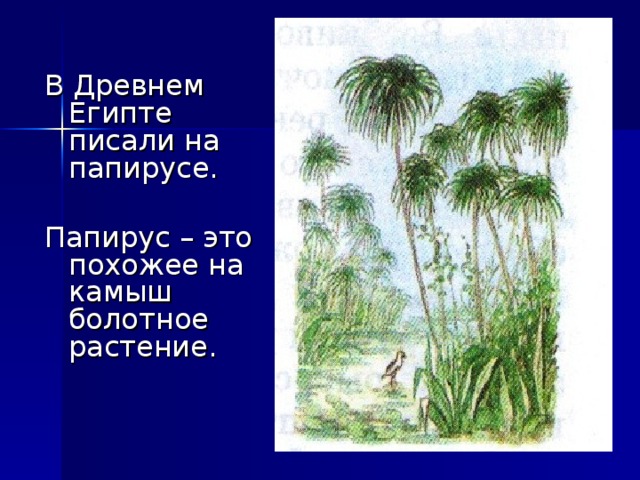 В Древнем Египте писали на папирусе. Папирус – это похожее на камыш болотное растение.