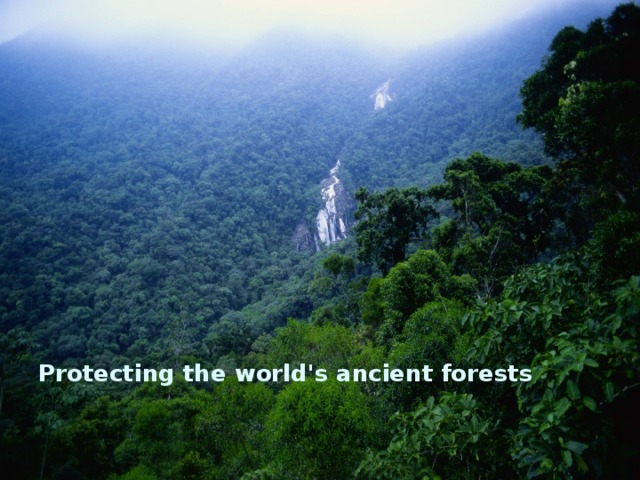 Protecting the world's ancient forests