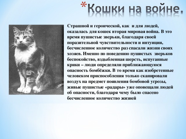 Страшной и героической, как и для людей, оказалась для кошек вторая мировая война. В это время пушистые зверьки, благодаря своей поразительной чувствительности и интуиции, бесчисленное количество раз спасали жизни своих хозяев. Именно по поведению пушистых зверьков беспокойство, вздыбленная шерсть, испуганные крики – люди определяли приближающуюся опасность бомбёжки. В то время как изобретенные человеком приспособления только сканировали воздух на предмет появления бомбовой угрозы, живые пушистые «радары» уже оповещали людей об опасности, благодаря чему было спасено бесчисленное количество жизней