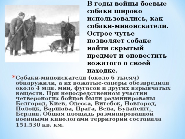 В годы войны боевые собаки широко использовались, как собаки-миноискатели. Острое чутье позволяет собаке найти скрытый предмет и оповестить вожатого о своей находке.      