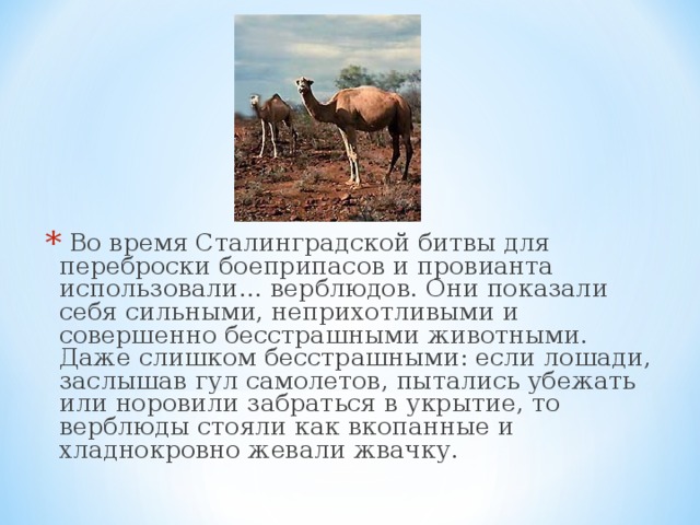 Во время Сталинградской битвы для переброски боеприпасов и провианта использовали… верблюдов. Они показали себя сильными, неприхотливыми и совершенно бесстрашными животными. Даже слишком бесстрашными: если лошади, заслышав гул самолетов, пытались убежать или норовили забраться в укрытие, то верблюды стояли как вкопанные и хладнокровно жевали жвачку.
