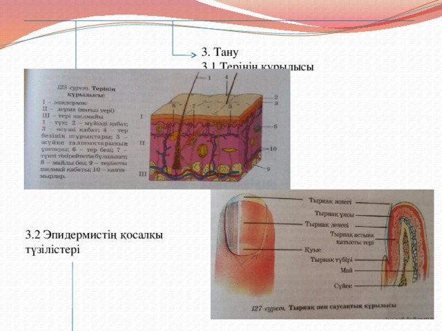 3. Тану 3.1 Терінің құрылысы 3.2 Эпидермистің қосалқы түзілістері