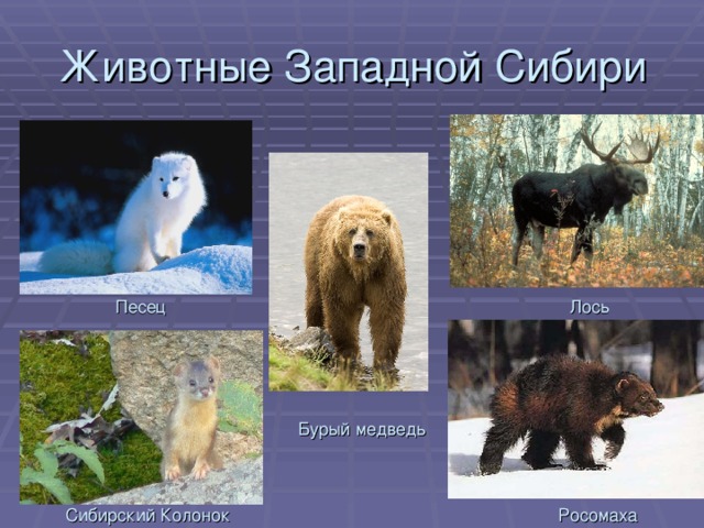 Животные Западной Сибири Лось Песец Бурый медведь Сибирский Колонок Росомаха