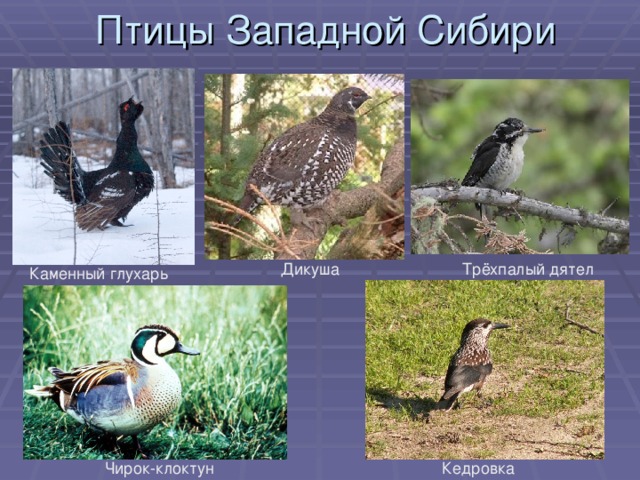 Птицы Западной Сибири Чирок-клоктун