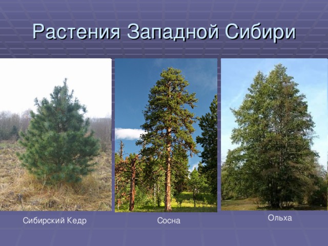 Растения Западной Сибири